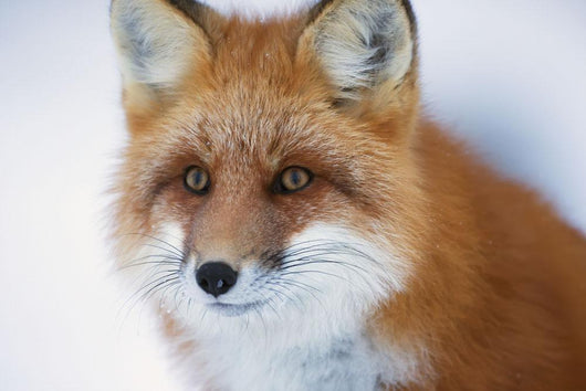 Portrait Red Fox Churchill Wall Decal
