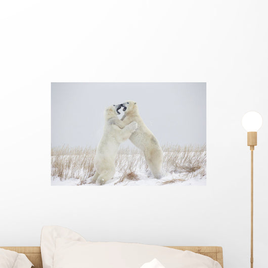 Polar Bears Play Fighting Wall Mural