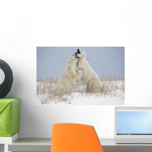 Polar Bears Play Fighting Wall Mural