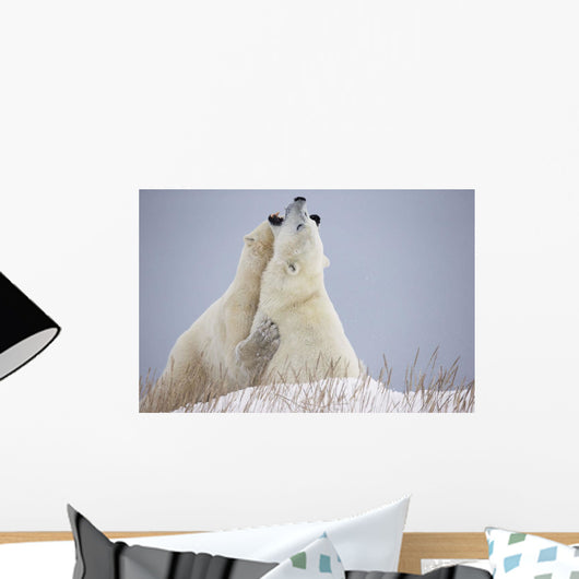 Polar Bears Play Fighting Wall Mural