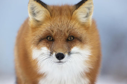 Red Fox Staring Camera Wall Decal