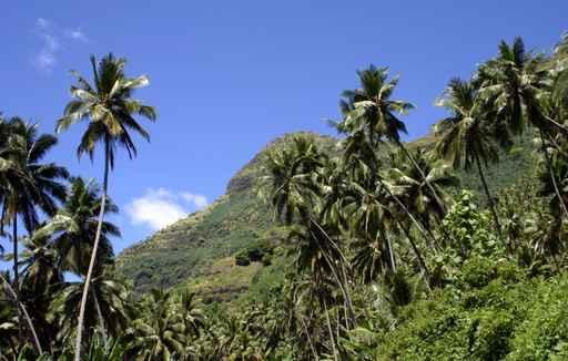 S Dseetraum Wall Decal