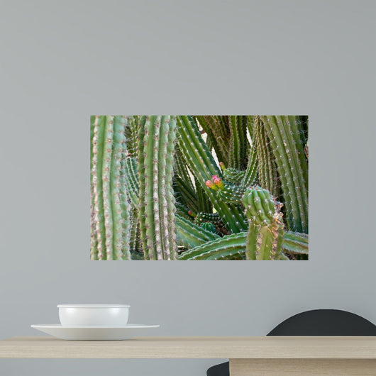 Cactus Wall Mural