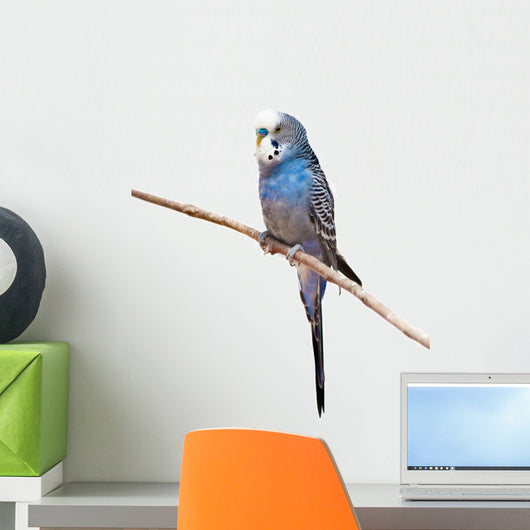 Little Budgie Parrot Wall Decal