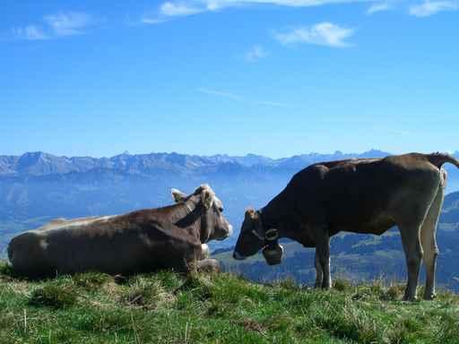 Cows Allgau Alps Wall Decal