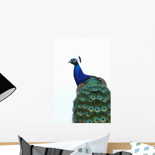 Blue Peacock Pavo Cristatus