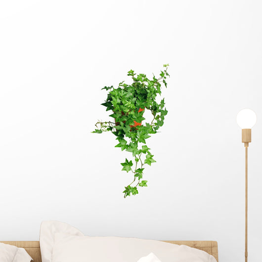 Green Ivy Pot