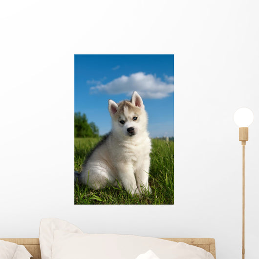 Siberian Husky Dog Puppy