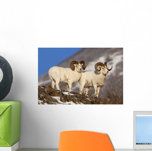 Two Full-Curl Ram Dall Sheep At Windy Point Area, Southcentral Alaska Wall Mural
