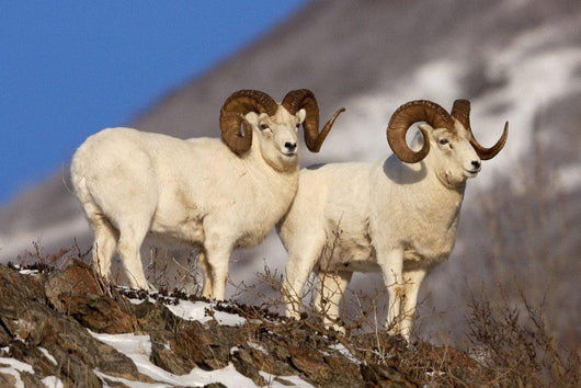 Two Full-curl Ram Dall Wall Mural