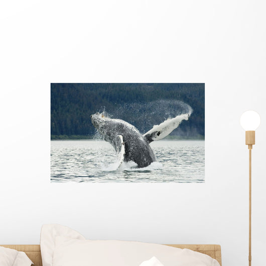 Two Full-curl Ram Dall Wall Decal