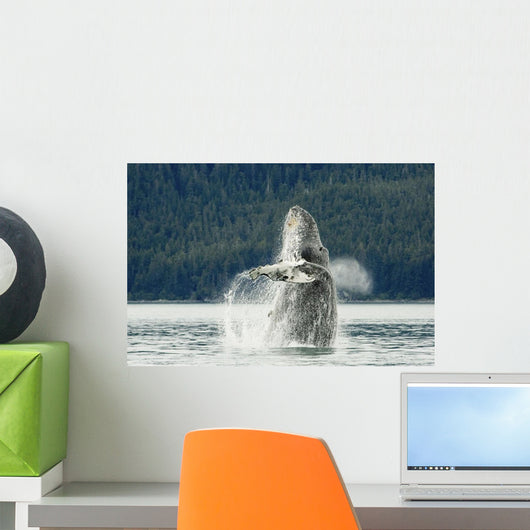 Humpback Whale Breaches Near Glacier Bay National Park Wall Mural
