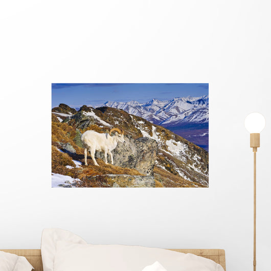 An Adult Dall Sheep Ram Standing Wall Mural