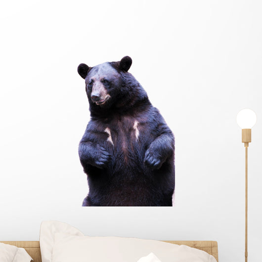 Black Bear