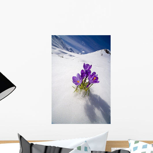 Crocus Flower Peeking Up Through The Snow Wall Mural