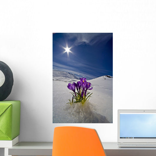 Crocus Flower Peeking Up Through The Snow Wall Mural
