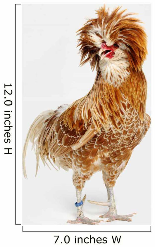 rooster Wall Mural