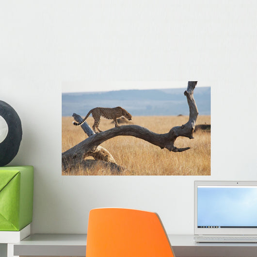 A cheetah on a tree;Maasai mara kenya Wall Mural