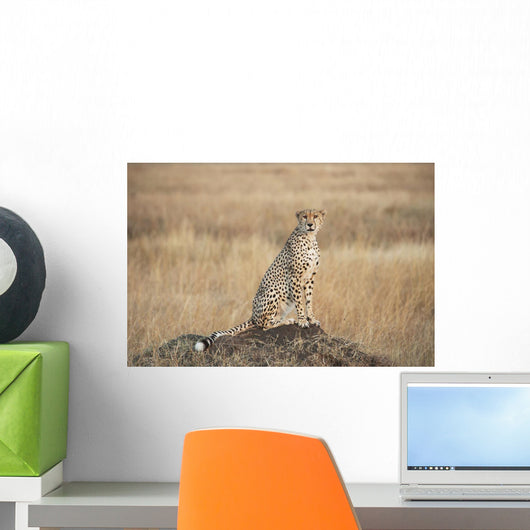 A cheetah sits alert Wall Mural