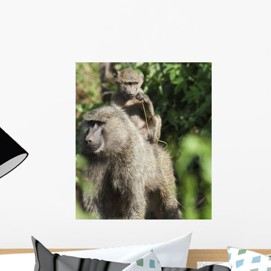 A monkey and it's baby sitting on her back Wall Mural