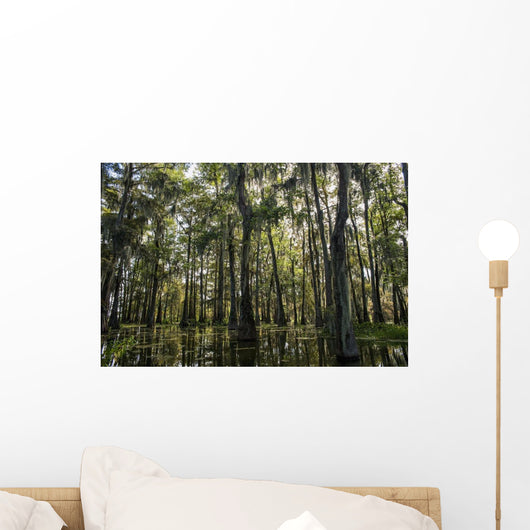 USA, Louisiana, Swamp landscape Wall Mural