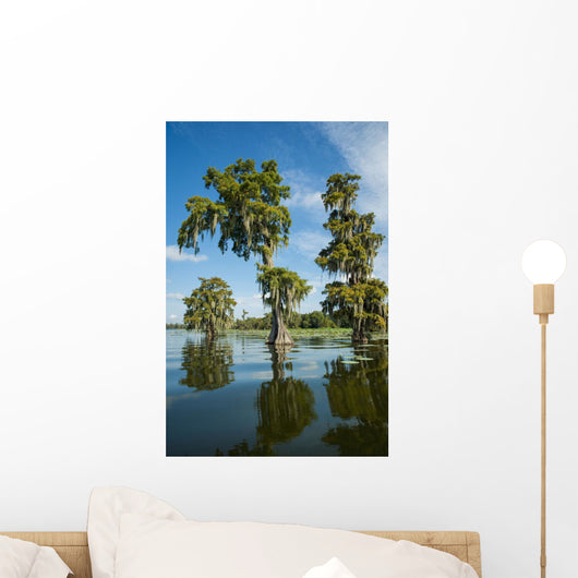 USA, Louisiana, Swamp landscape Wall Mural