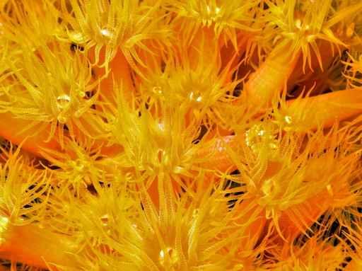 Orange Cup Corals Wall Decal