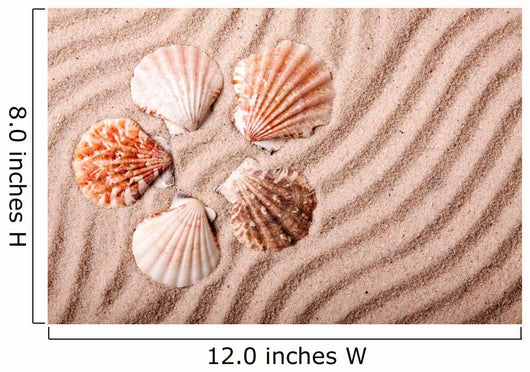 Shells Sand