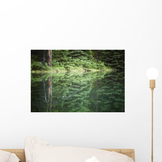 Spruce trees reflected in the glassy surface of a small pond Wall Mural