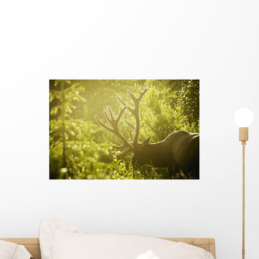 An elk with large antlers grazing in warm evening light Wall Mural