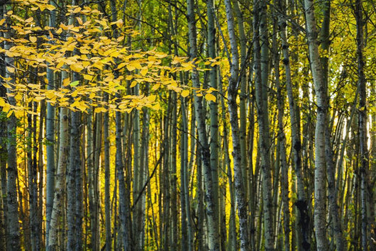 Yellow Fall Birch Leaves Wall Decal
