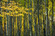 Yellow Fall Birch Leaves Wall Decal