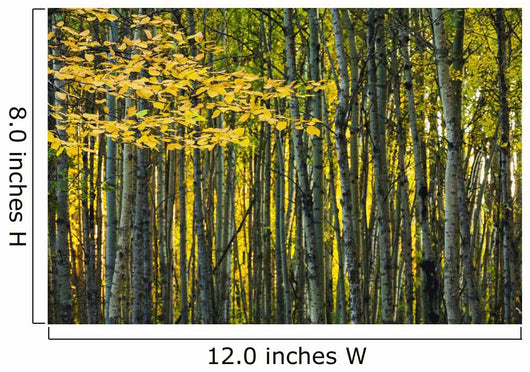Yellow Fall Birch Leaves Wall Decal