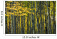 Yellow Fall Birch Leaves Wall Decal