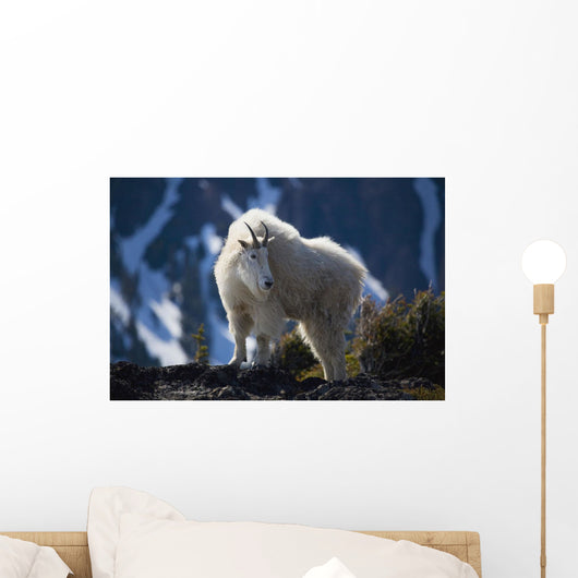 Mountain Goat Looking Left In Winter Coat Wall Mural