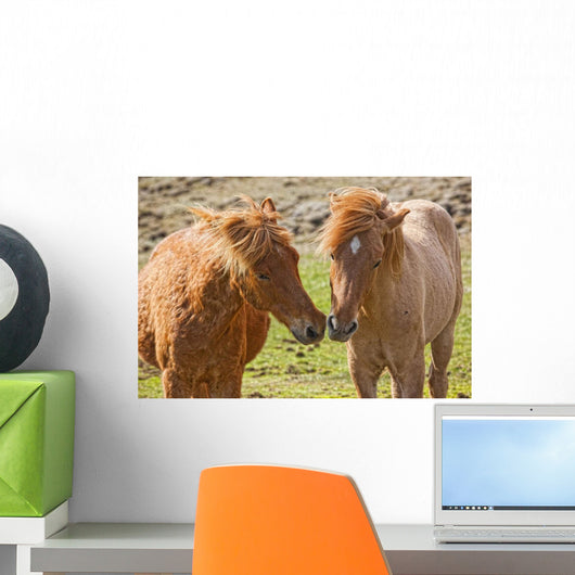 Icelandic horses Wall Mural