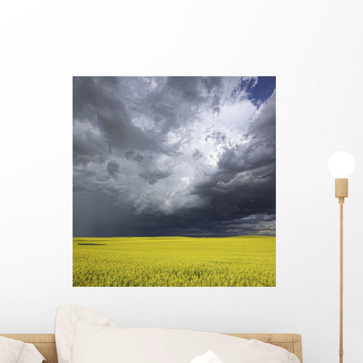Storm clouds gather over a sunlit canola field in southern Alberta Wall Mural