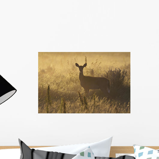 Mule deer backlit at sunrise in Grasslands National Park Wall Mural