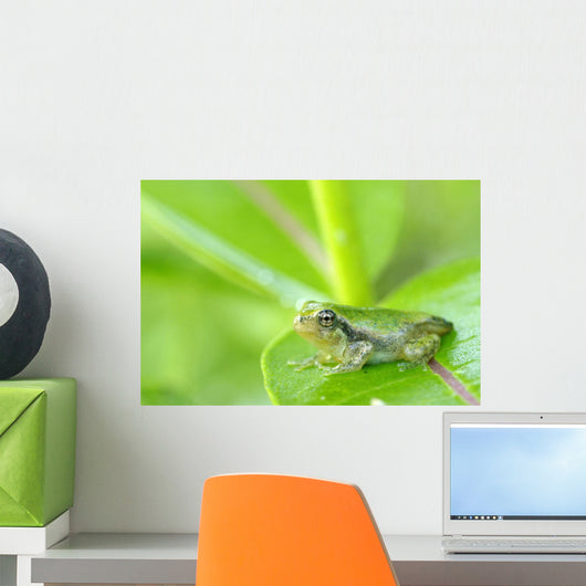 Young gray tree frog on leaf Wall Mural