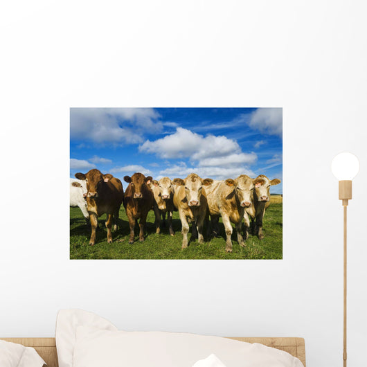 Herd of beef cattle Wall Mural