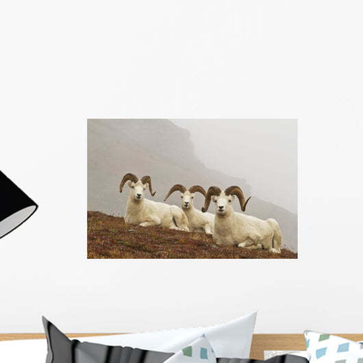 Dall's sheep rams resting on rocky ridge Wall Mural