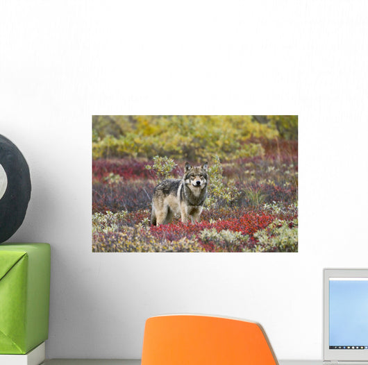 Gray Wolf Walking Along Tundra Ridge Fall, Dwarf Birch Wall Mural