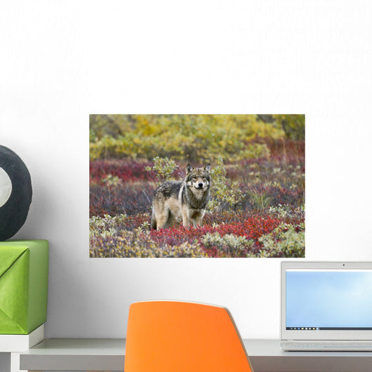 Gray Wolf Walking Along Tundra Ridge Fall, Dwarf Birch Wall Mural