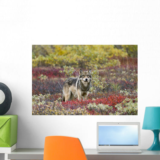 Gray Wolf Walking Along Tundra Ridge Fall, Dwarf Birch Wall Mural
