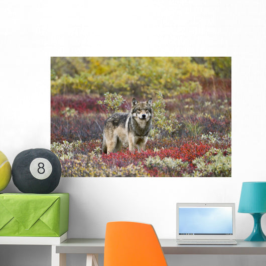 Gray Wolf Walking Along Tundra Ridge Fall, Dwarf Birch Wall Mural