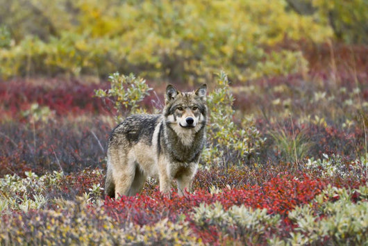 Gray Wolf Walking Along Tundra Ridge Fall, Dwarf Birch Wall Mural