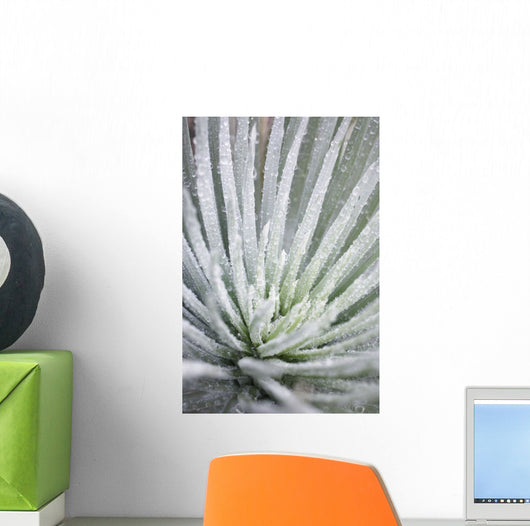 Close Up Of Water Droplets On A Silversword Plant Wall Mural