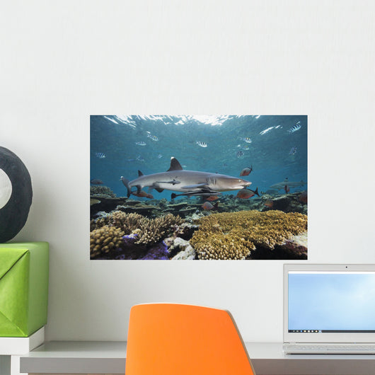 Fiji, Beqa Lagoon, Whitetip Reef Shark Wall Mural