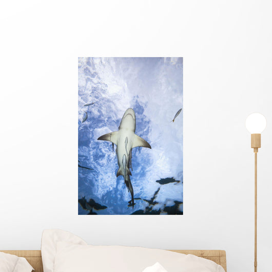 Grand Bahamas, West End, Lemon Shark Underwater With Remoras Wall Mural
