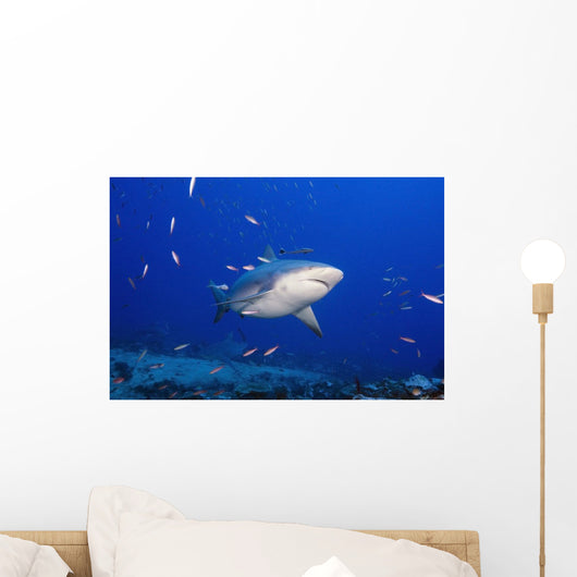 Fiji, Bequ Lagoon, Bull Shark Wall Mural